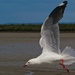 Gull over the mud flats by teodw