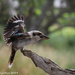 Kookaburra landing by flyrobin
