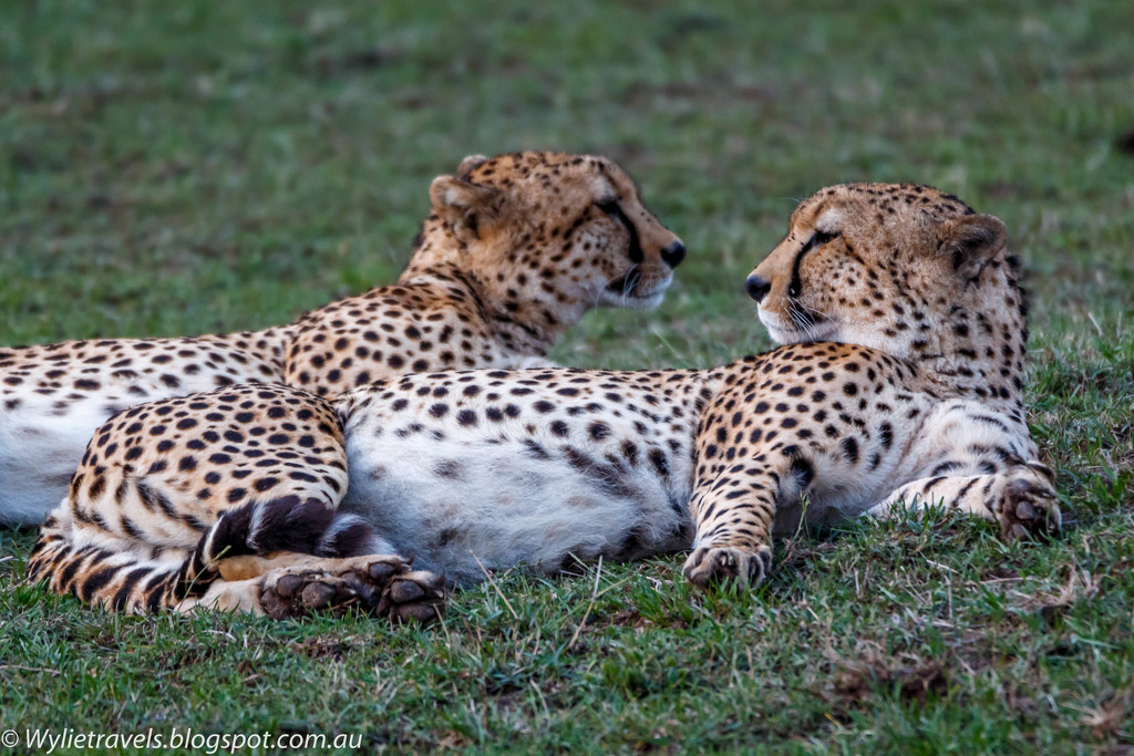 Cheetah brothers by pusspup