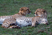 4th Nov 2014 - Cheetah brothers