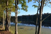 4th Nov 2014 - Main pond, Audubon Swamp Garden, Charleston, SC