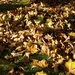 Autumn Fall by padlock