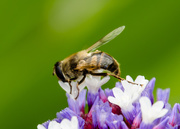 4th Nov 2014 - Bee on the Stattice