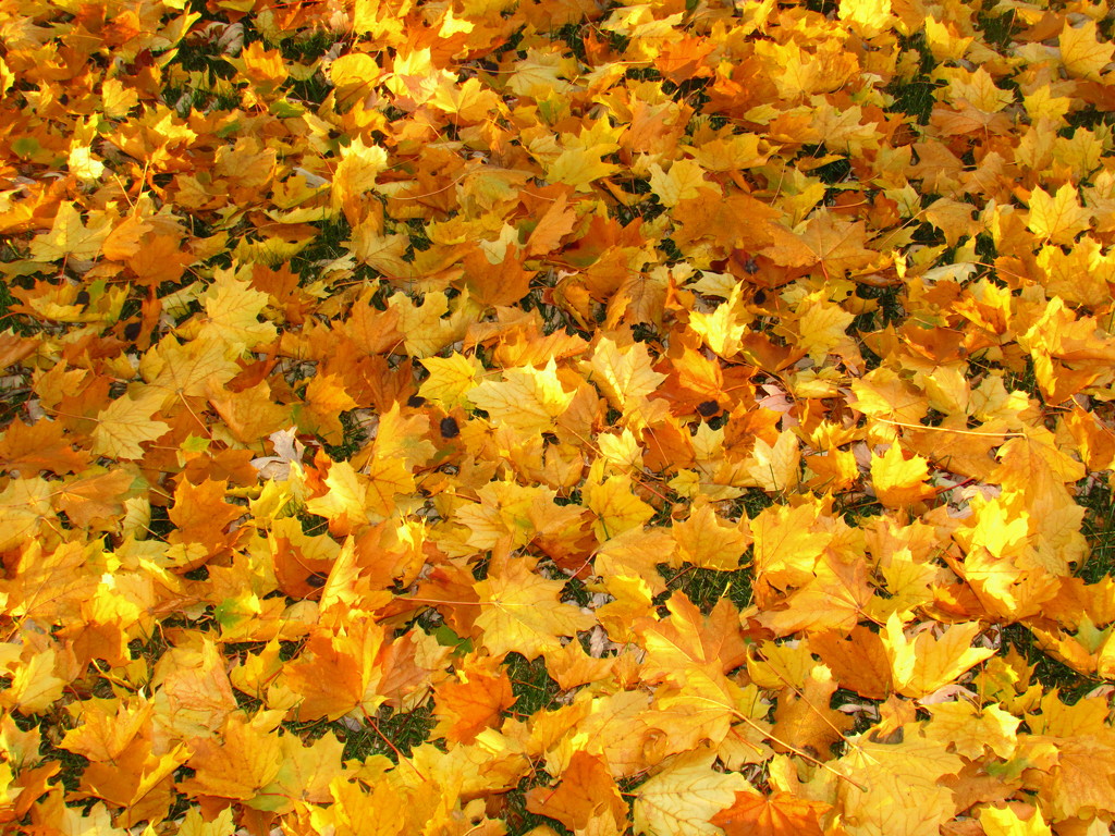 Fall Leaves by randy23