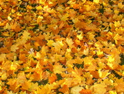 1st Nov 2014 - Fall Leaves