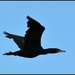 Cormorant by rosiekind