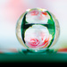 Rose in a water bead by elisasaeter