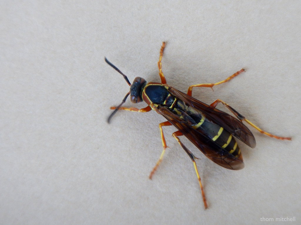 Northern Paper Wasp on Paper by rhoing