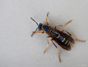 18th Oct 2014 - Northern Paper Wasp on Paper