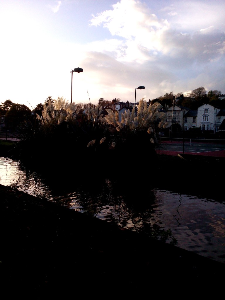 Palms on the canal at dusk by jennymdennis