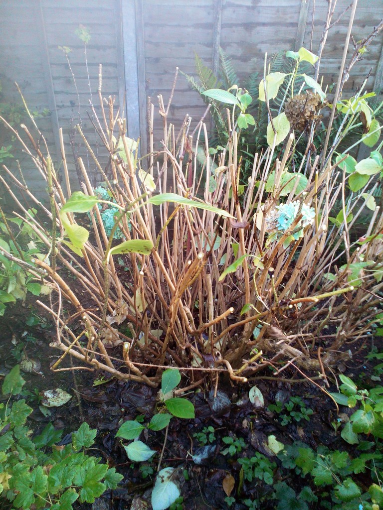 Pruning the hydrangea  by jennymdennis