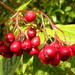 Autumn II  Berries by pyrrhula