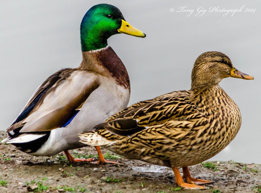 Hello Duckie. by tonygig