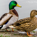Hello Duckie. by tonygig