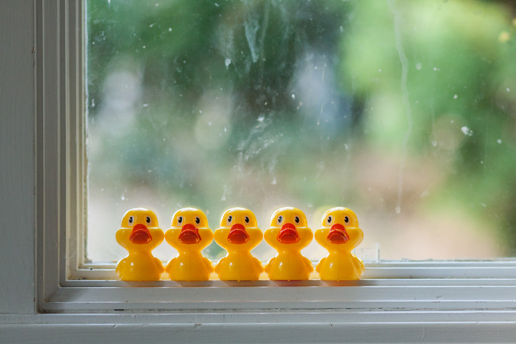 Getting his ducks in a row by egad