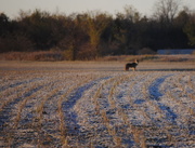 4th Nov 2014 - Across the Stubble Stands a Coyote