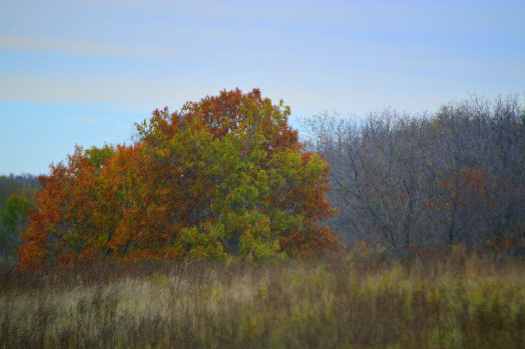 Autumn Fades by kareenking