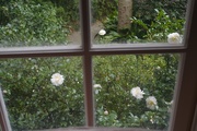 5th Nov 2014 - Sasanqua camellias -- view of our front garden from the living room