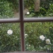 Sasanqua camellias -- view of our front garden from the living room by congaree