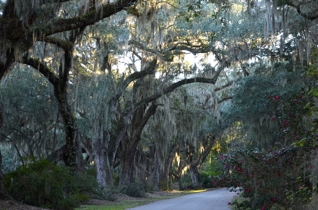 Aveune of live oaks, Magnolia Gardens, Charleston, SC by congaree