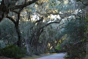 5th Nov 2014 - Aveune of live oaks, Magnolia Gardens, Charleston, SC