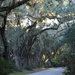 Aveune of live oaks, Magnolia Gardens, Charleston, SC by congaree