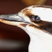 Kookaburra's Bad Eye by terryliv