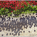 Poppies And Their Shadows by carolmw