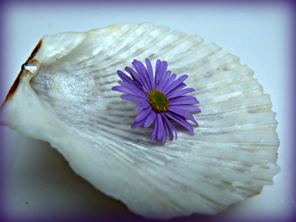 Cockle Shell Daisy by wendyfrost