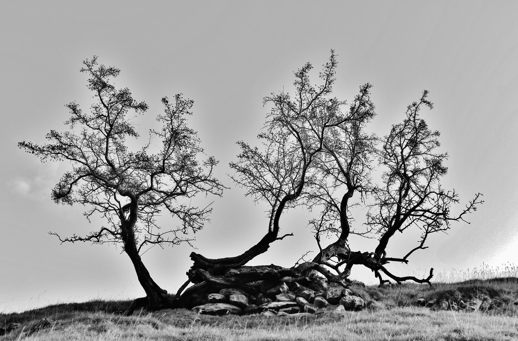 Fellside Tree ..... (For Me..) by motherjane