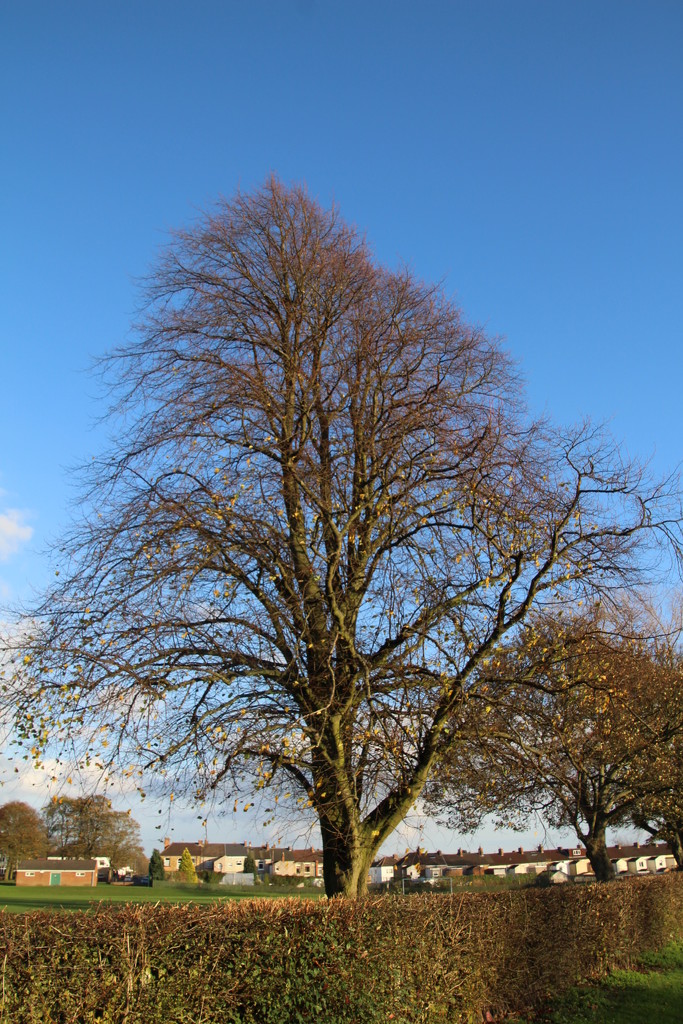 Tree in Hackworth Park. Shildon by oldjosh