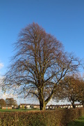 2nd Nov 2014 - Tree in Hackworth Park. Shildon