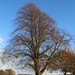 Tree in Hackworth Park. Shildon by oldjosh