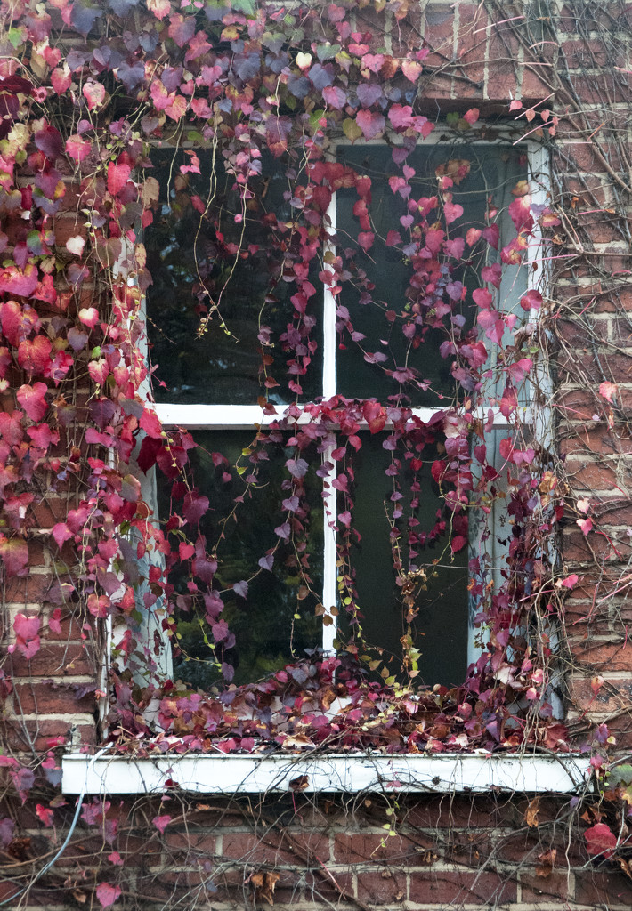 Window Creepers by sjc88