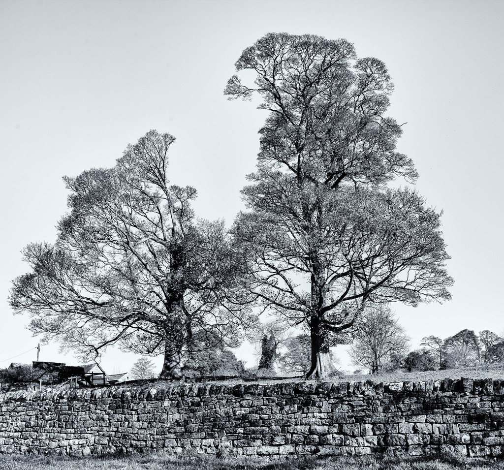 5th November 2014 - Two Trees B&W by pamknowler