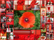 1st Sep 2014 - Red August