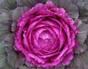 5th Nov 2014 - Cabbage Flower!