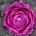 Cabbage Flower! by fayefaye