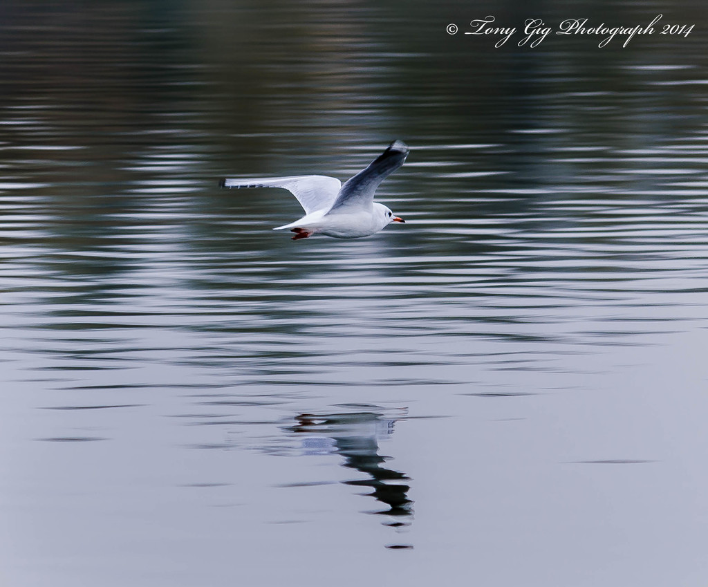 Flying Low by tonygig
