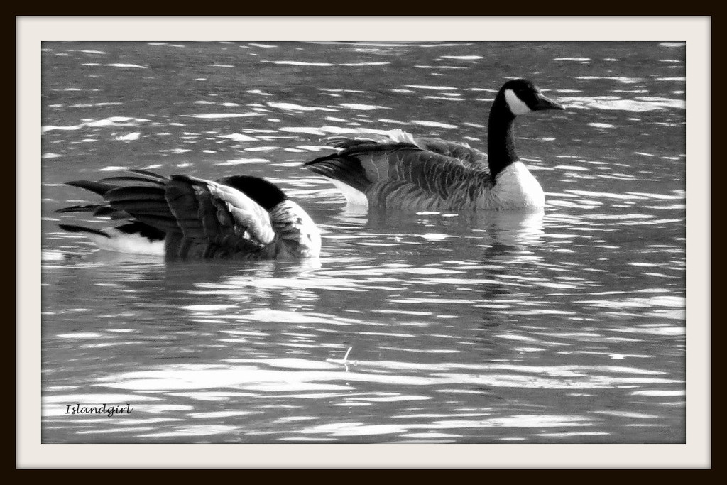 Canada Geese  by radiogirl