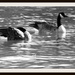Canada Geese  by radiogirl
