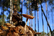 1st Nov 2014 - Fungi