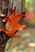 6th Nov 2014 - Oak Leaf Scavenger Hunt 3