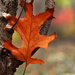 Oak Leaf Scavenger Hunt 3 by mzzhope