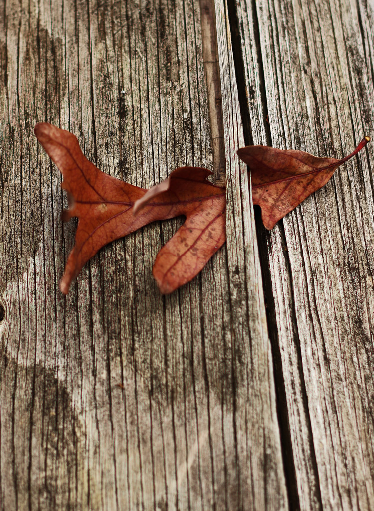 Oak Leaf Scavenger Hunt 2 by mzzhope