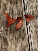 6th Nov 2014 - Oak Leaf Scavenger Hunt 2