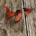 Oak Leaf Scavenger Hunt 2 by mzzhope