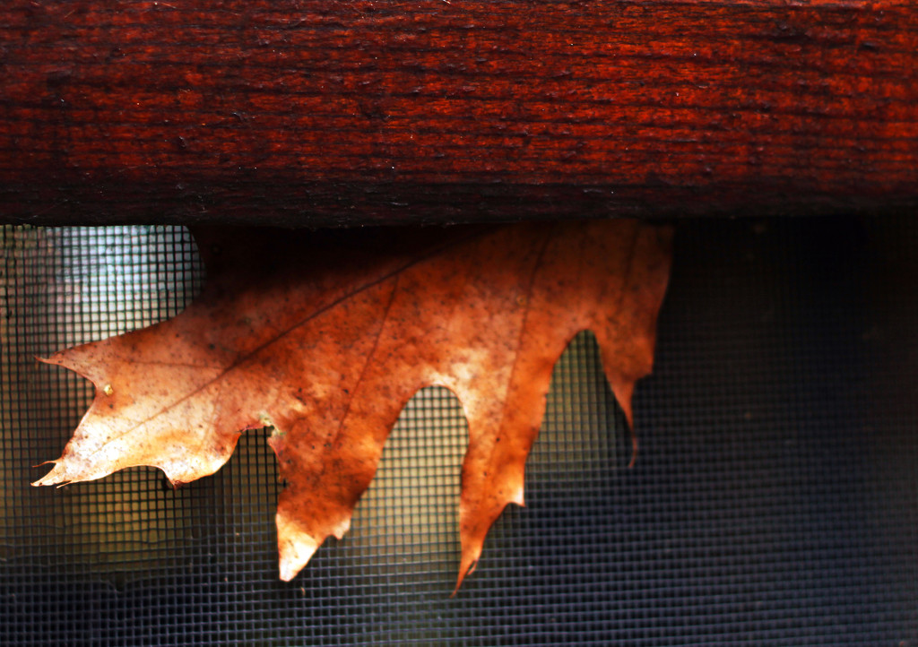 Oak Leaf Scavenger Hunt 1 by mzzhope