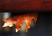 6th Nov 2014 - Oak Leaf Scavenger Hunt 1