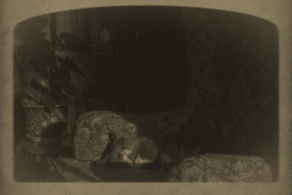1890 * Great-Great-Great-Great-Grandfather........ "Fred" Dauphinee, 1st Housecat by Weezilou